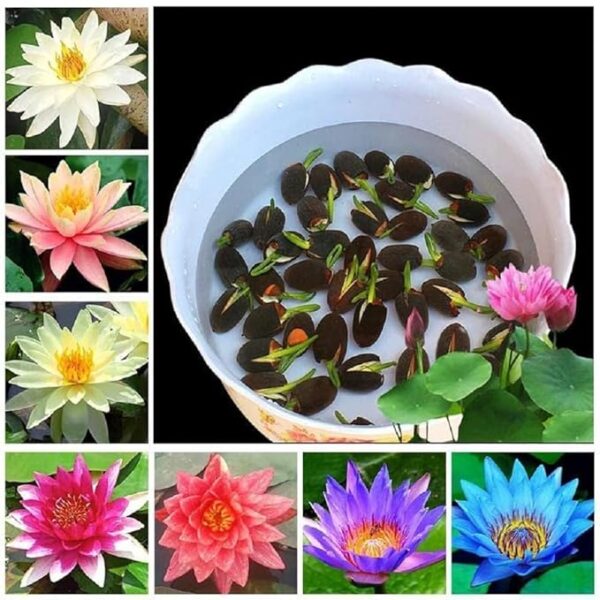 Radiant Rainbow Lotus Flower Seeds,Dwarf Rainbow Lotus Flower Seed, Lotus Seeds for Home Garden Flower Seeds Flower Seeds for Garden Plant Seeds