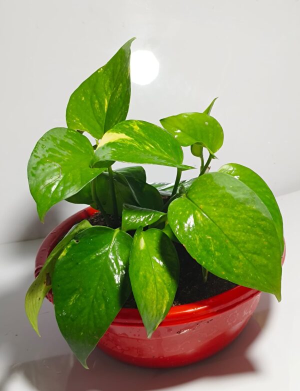 Money Plant, Scindapsus (Green) - Plant